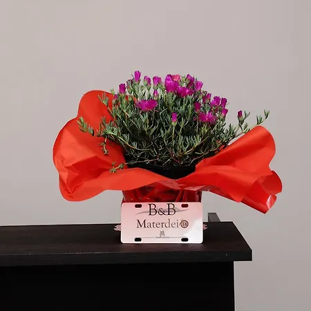 Frühstückspension Materdei 14 4*